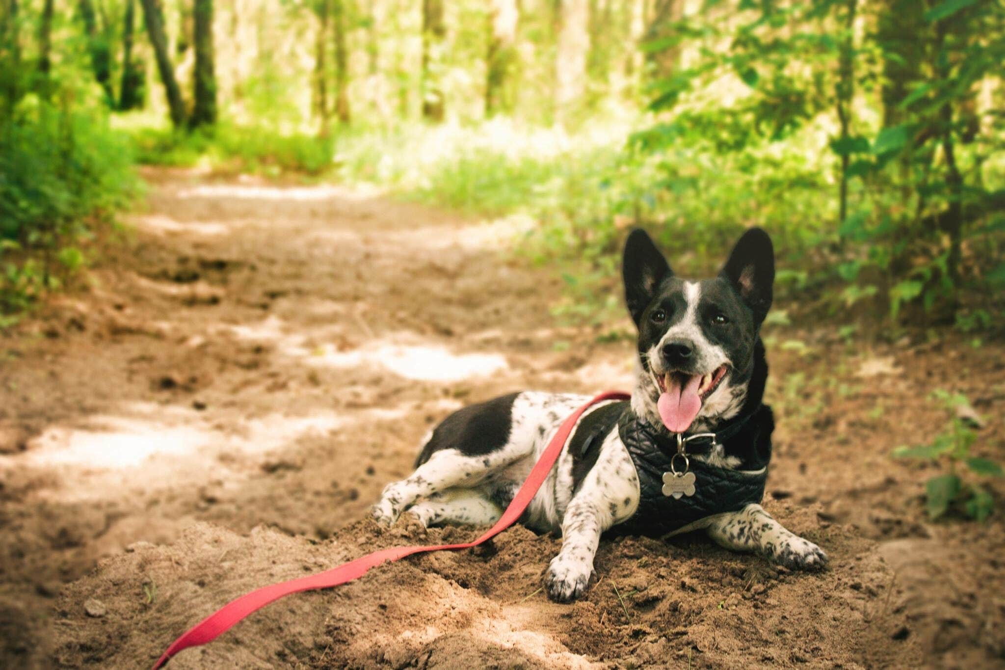 Cassidy P.'s photo of camping with pets at Pine Campground — Sand Ridge State Forest near Brimfield, IL