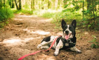 Cassidy P.'s photo of camping with pets at Pine Campground — Sand Ridge State Forest near Peoria, IL