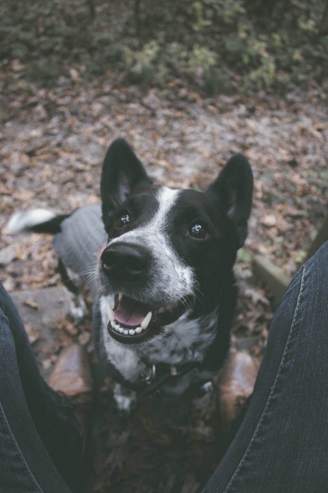 Camper-submitted photo at Lincolns New Salem Historic Site Campground near Jacksonville, IL