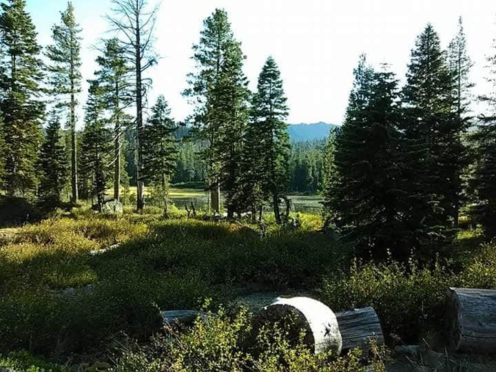 Camper submitted image from Lakes Basin Campground - 1