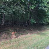 Review photo of Long Hunter State Park Campground by Alicia F., August 17, 2018