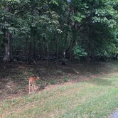 Review photo of Long Hunter State Park Campground by Alicia F., August 17, 2018