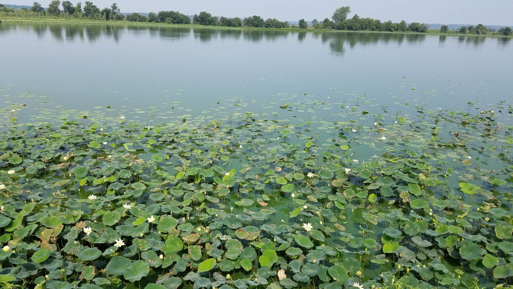 Camper-submitted photo at Lewis and Clark State Park Campground near Weston, MO