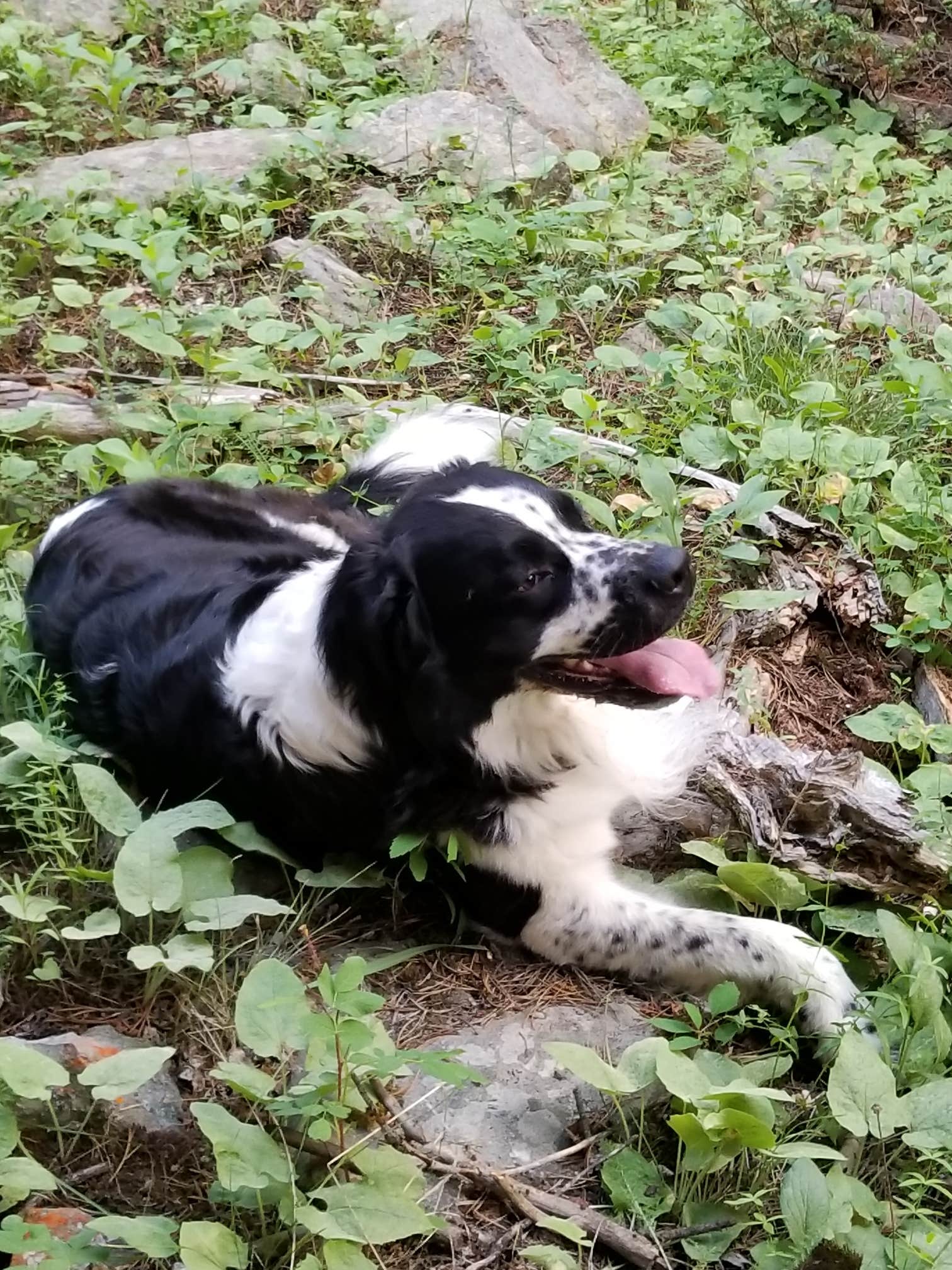 vanessa  G.'s photo of camping with pets at Dead Swede near Wolf, WY