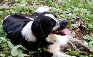 vanessa  G.'s photo of camping with pets at Dead Swede near Buffalo, WY