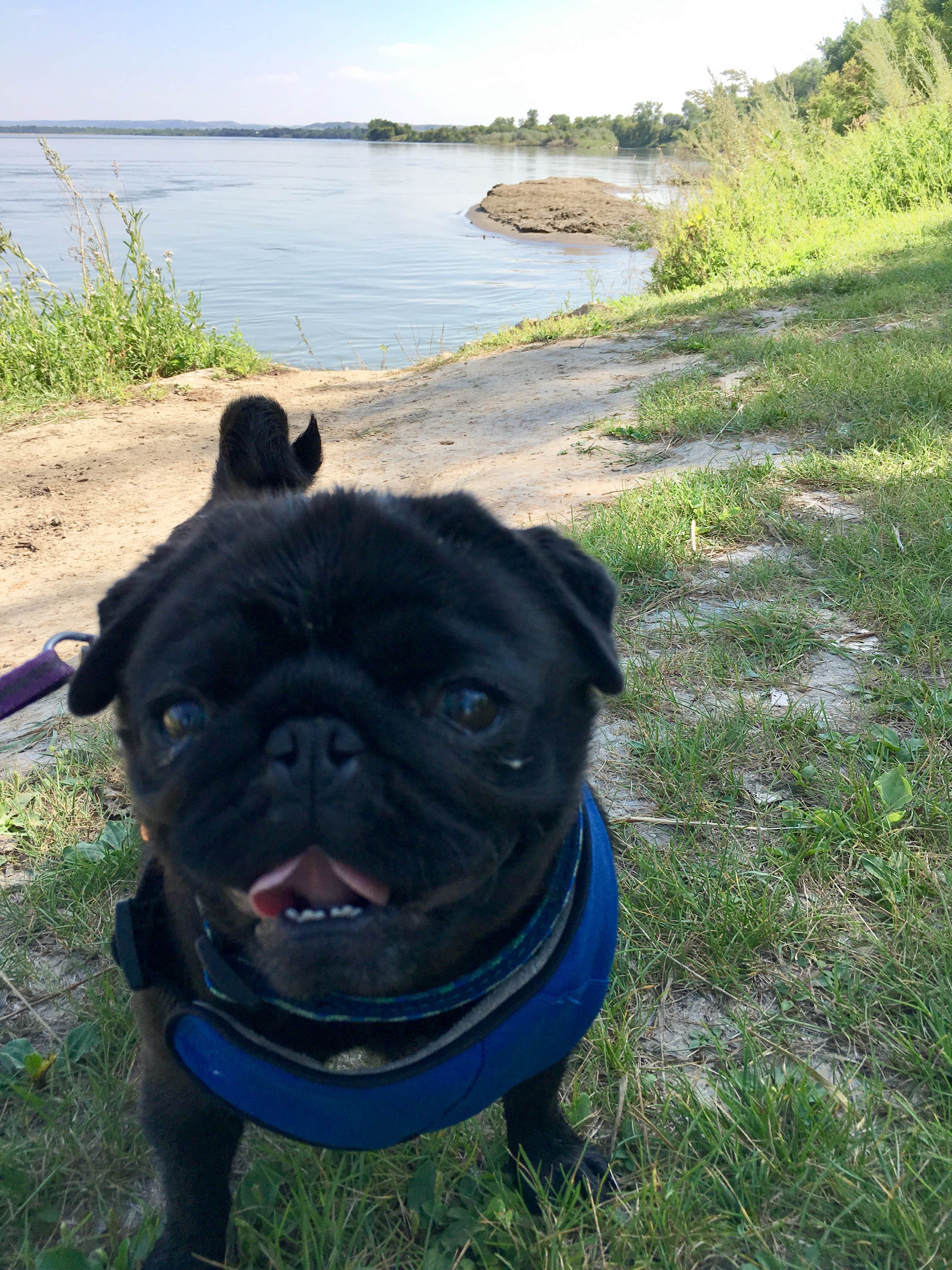 Janet R.'s photo of camping with pets at Fort Abraham Lincoln State Park Campground near Washburn, ND