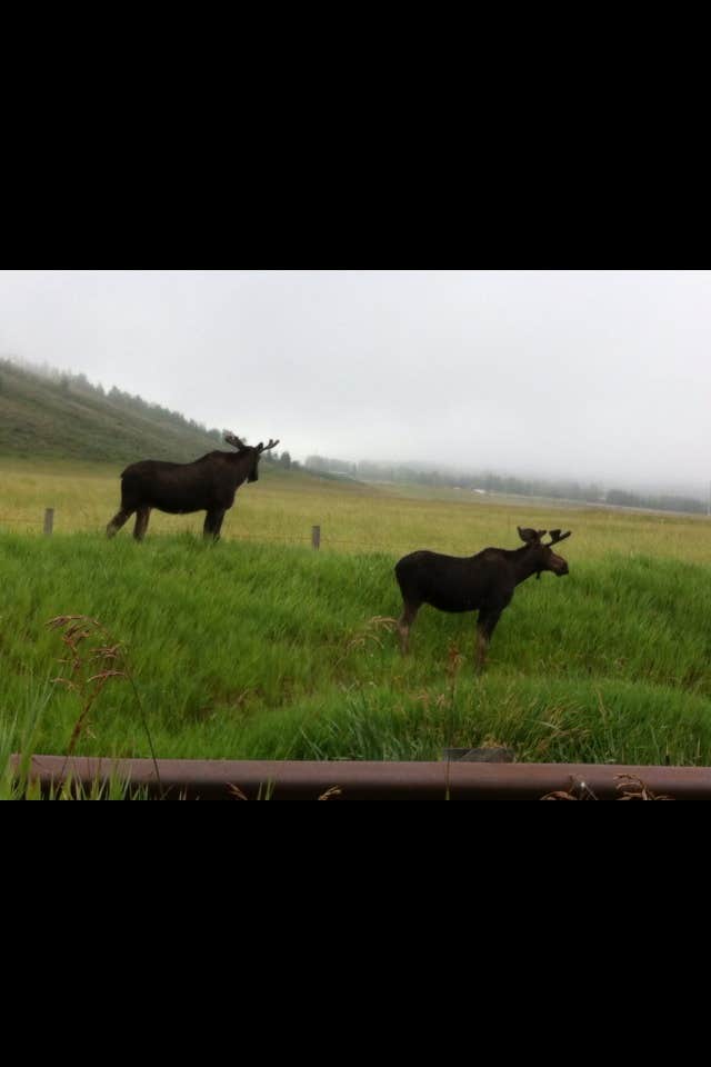 Camper submitted image from Gros Ventre Campground — Grand Teton National Park - 4