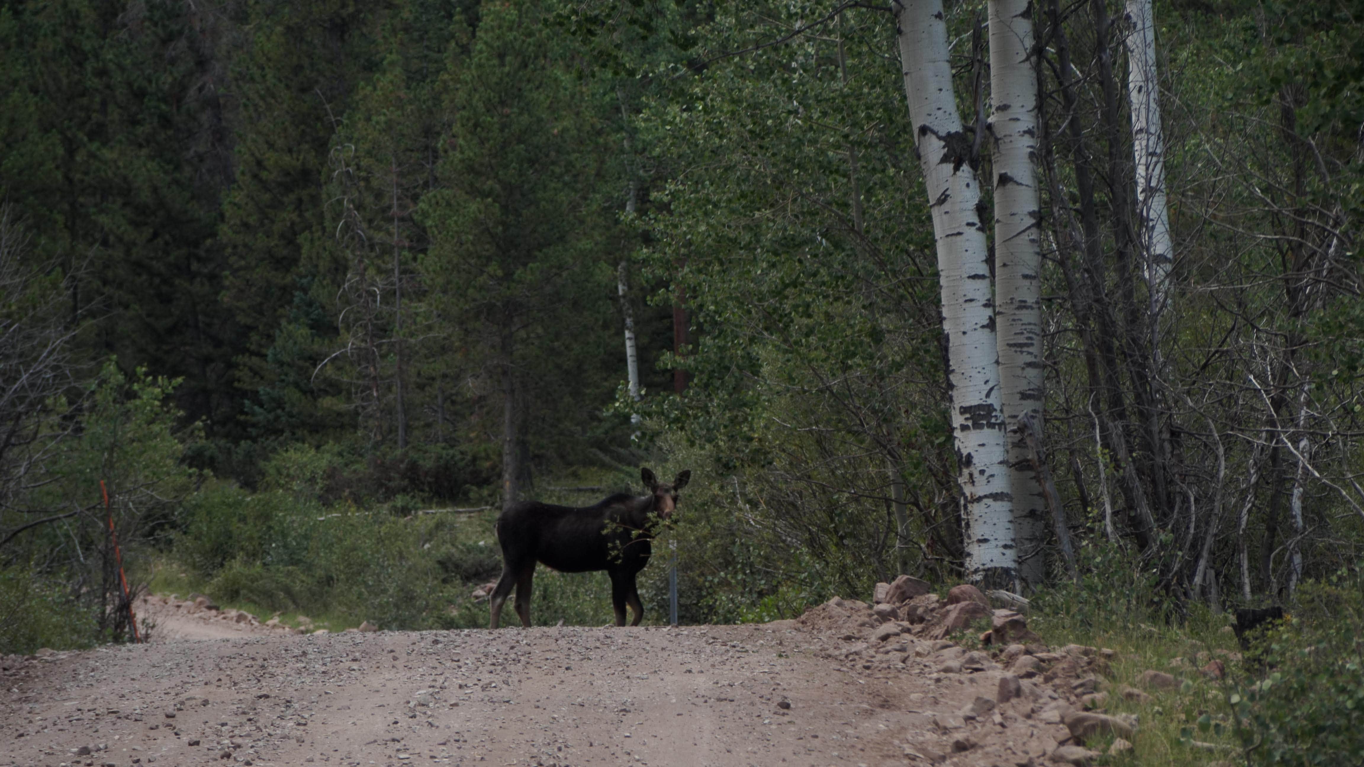 Camper-submitted photo at East Park Campground - Ashley National Forest near Manila, UT