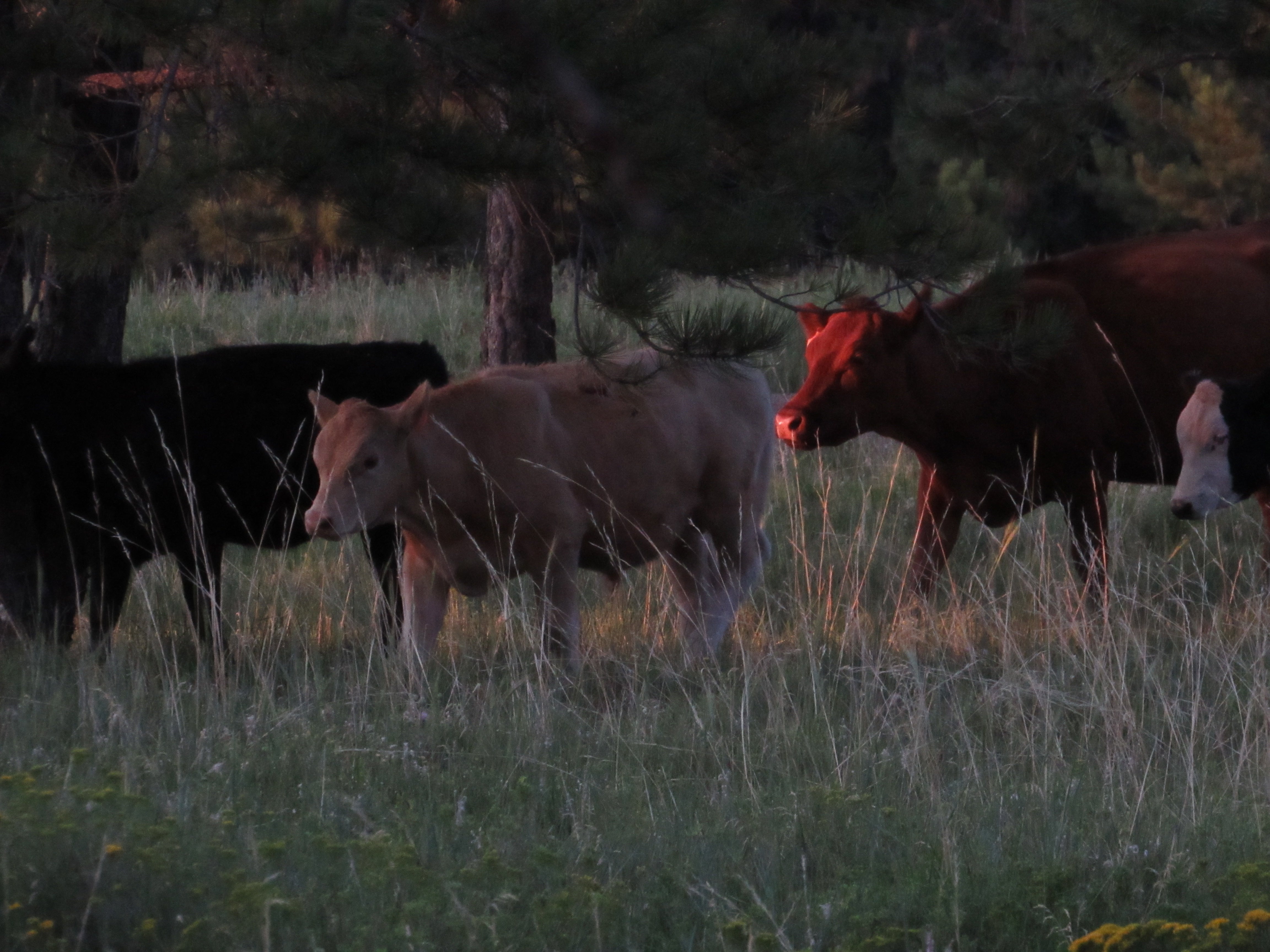 Campground Cows!!