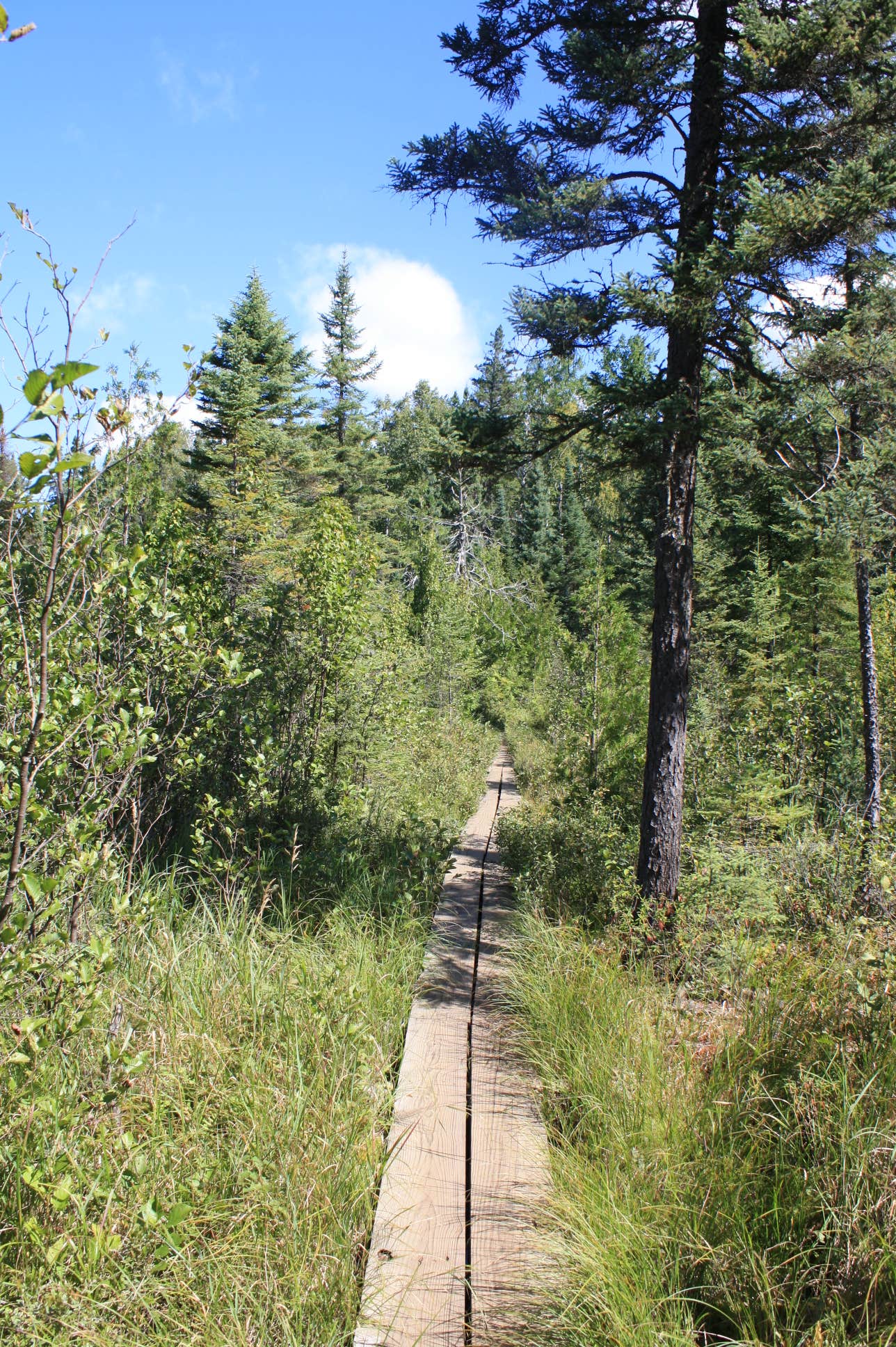 Camper submitted image from Cascade River State Park Campground - 4