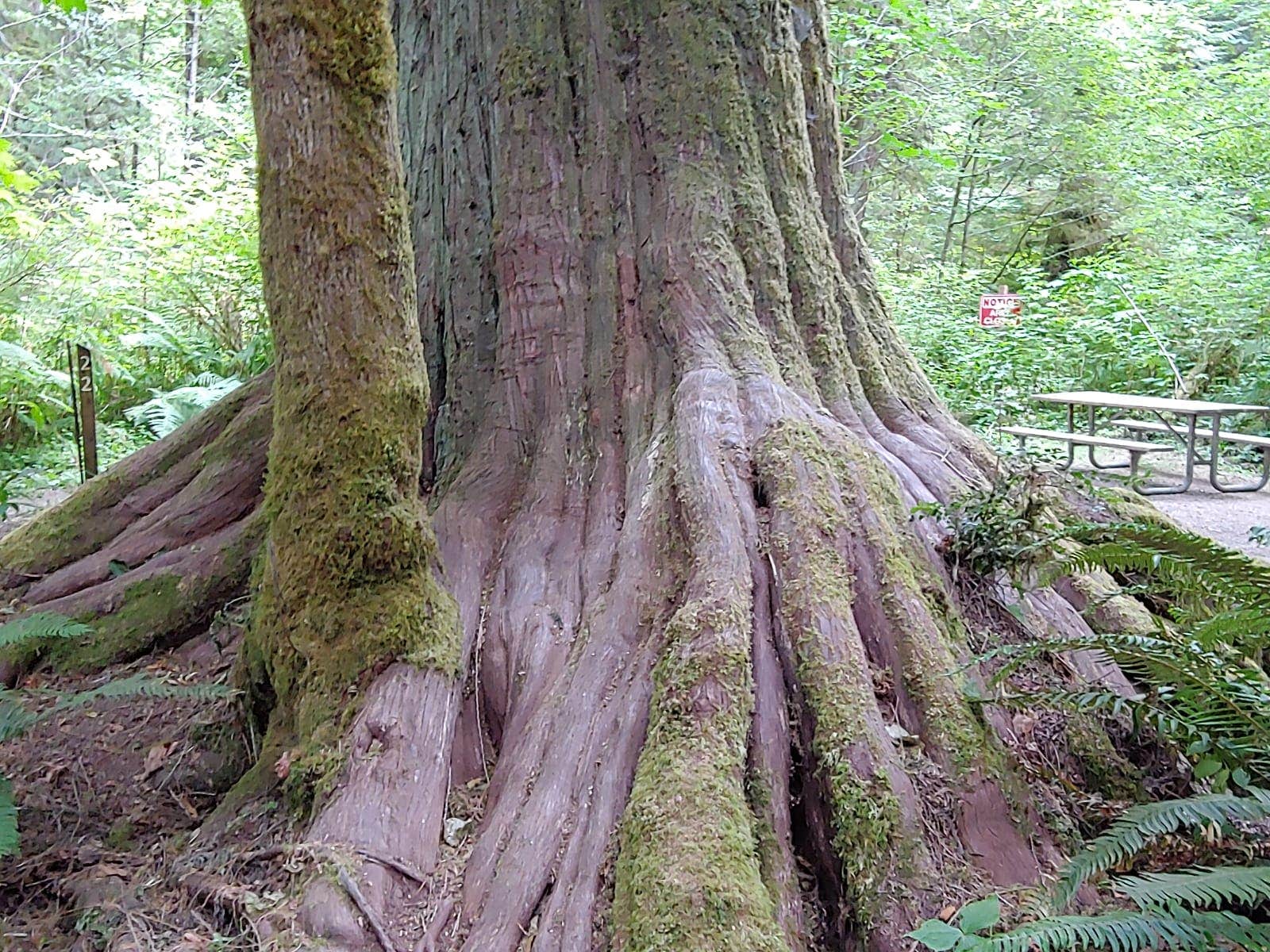 Camper submitted image from Twanoh State Park Campground - 2