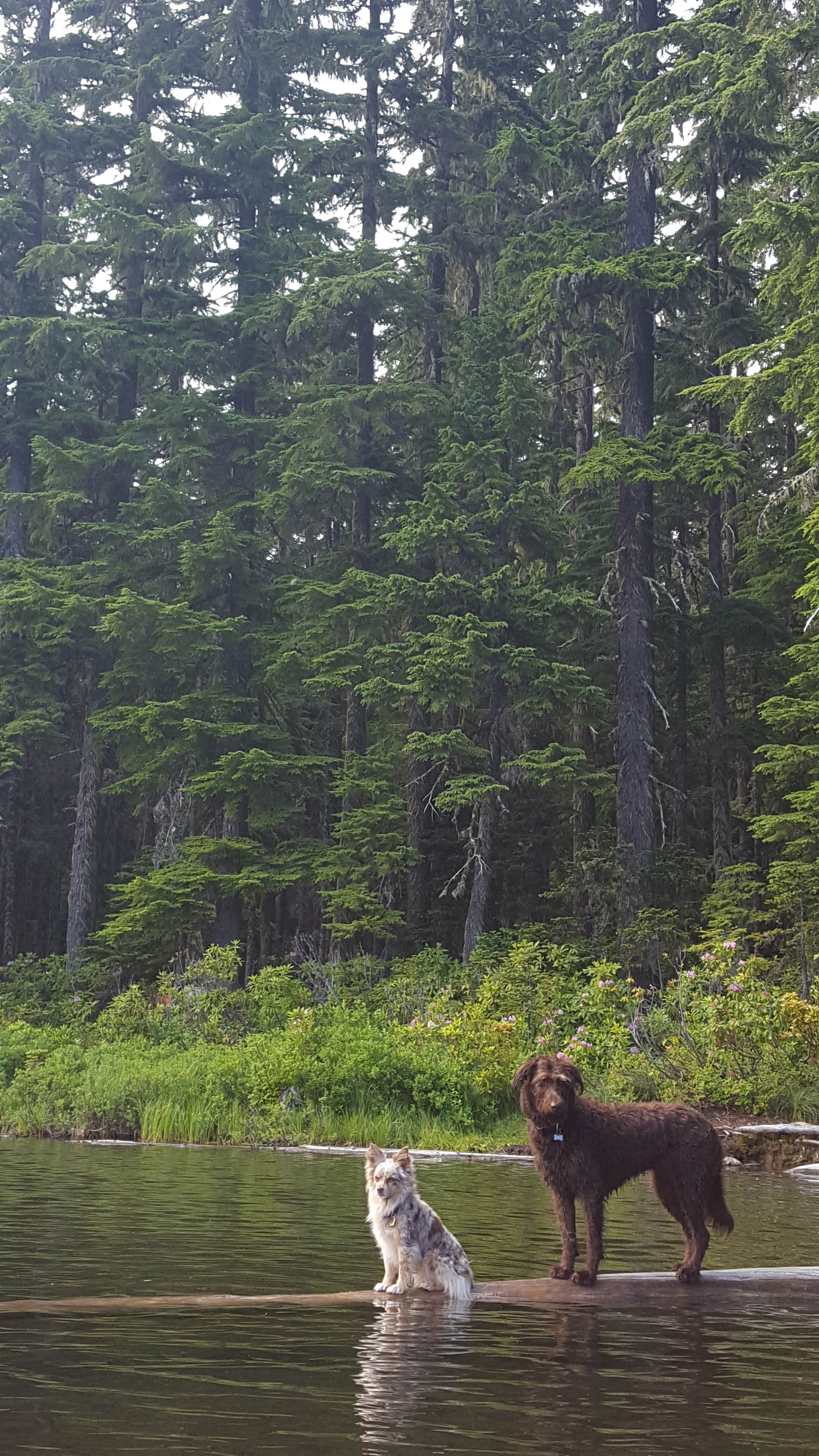 Camper-submitted photo at Hideaway Lake Campground - Mt. Hood National Forest near Mt. Hood National Forest
