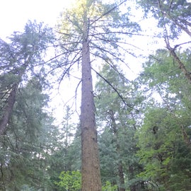 Tallest trees around.