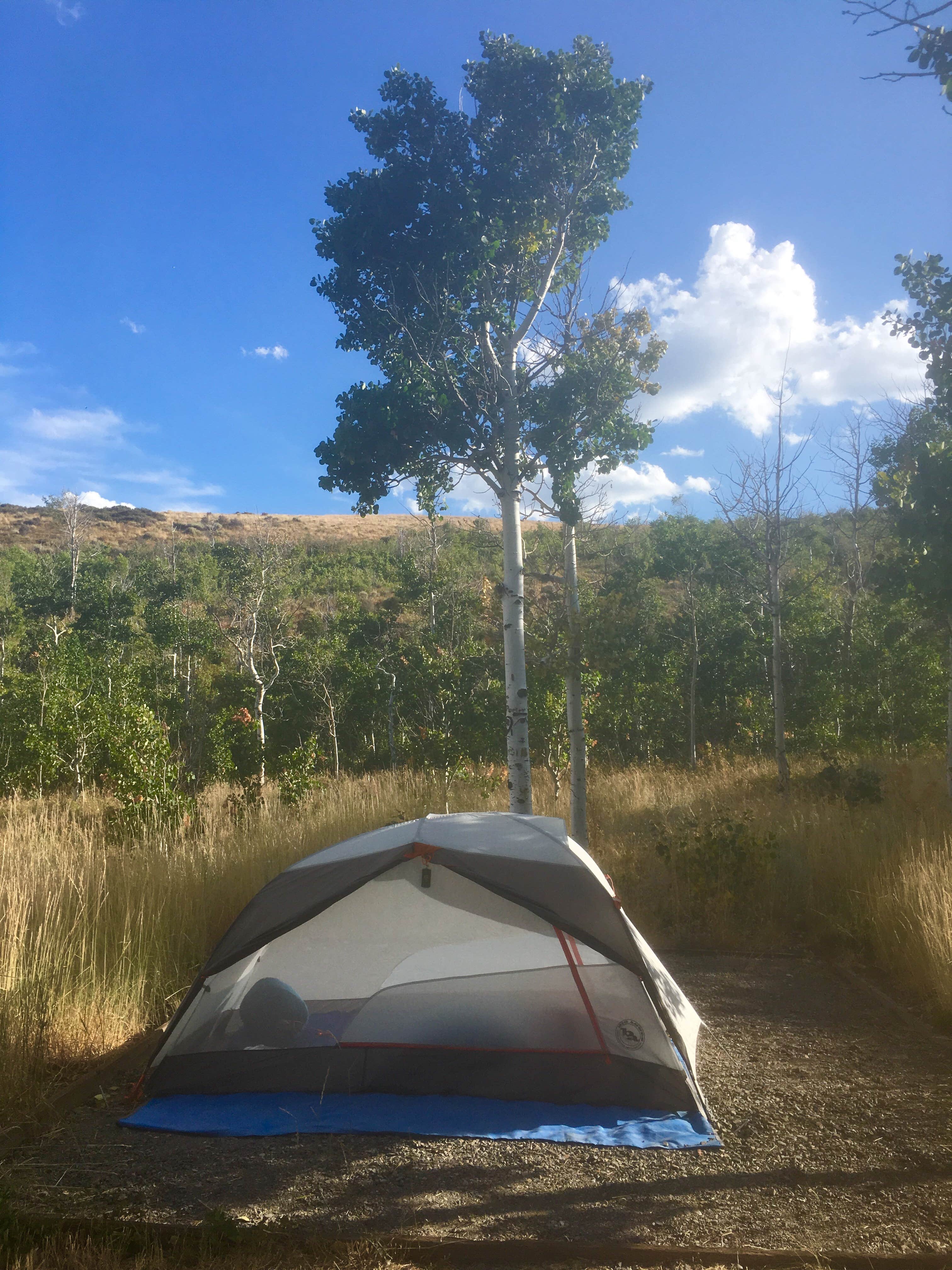 Camper submitted image from Humboldt National Forest Angel Creek Campground - 5