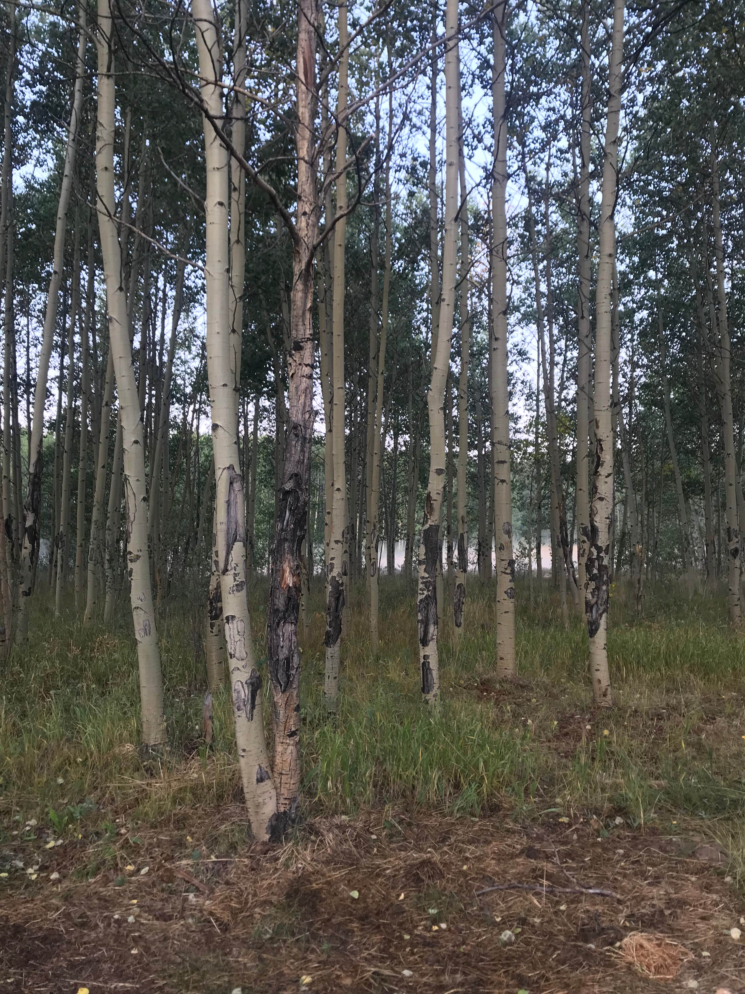 Camper-submitted photo at Kenosha Pass Campground near Como, CO