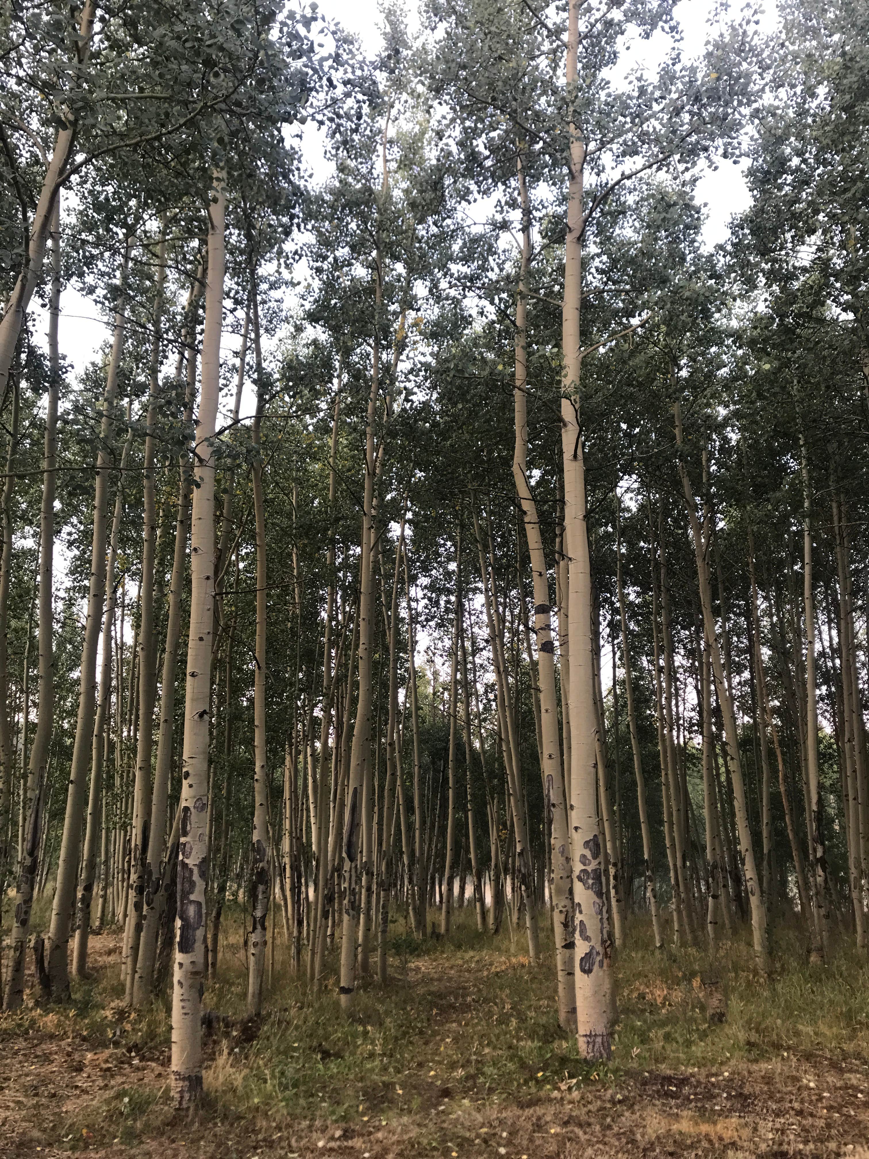 Camper-submitted photo at Kenosha Pass Campground near Como, CO