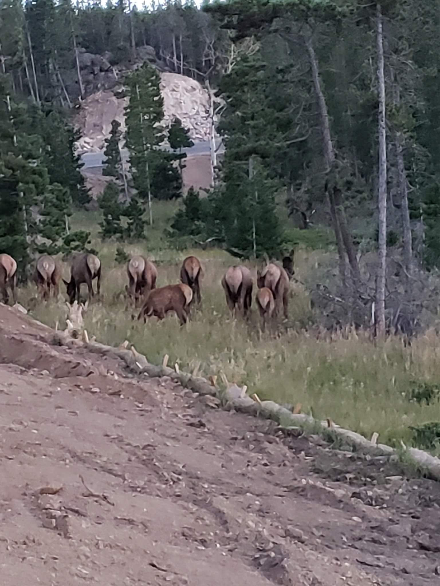 Elk next to campground