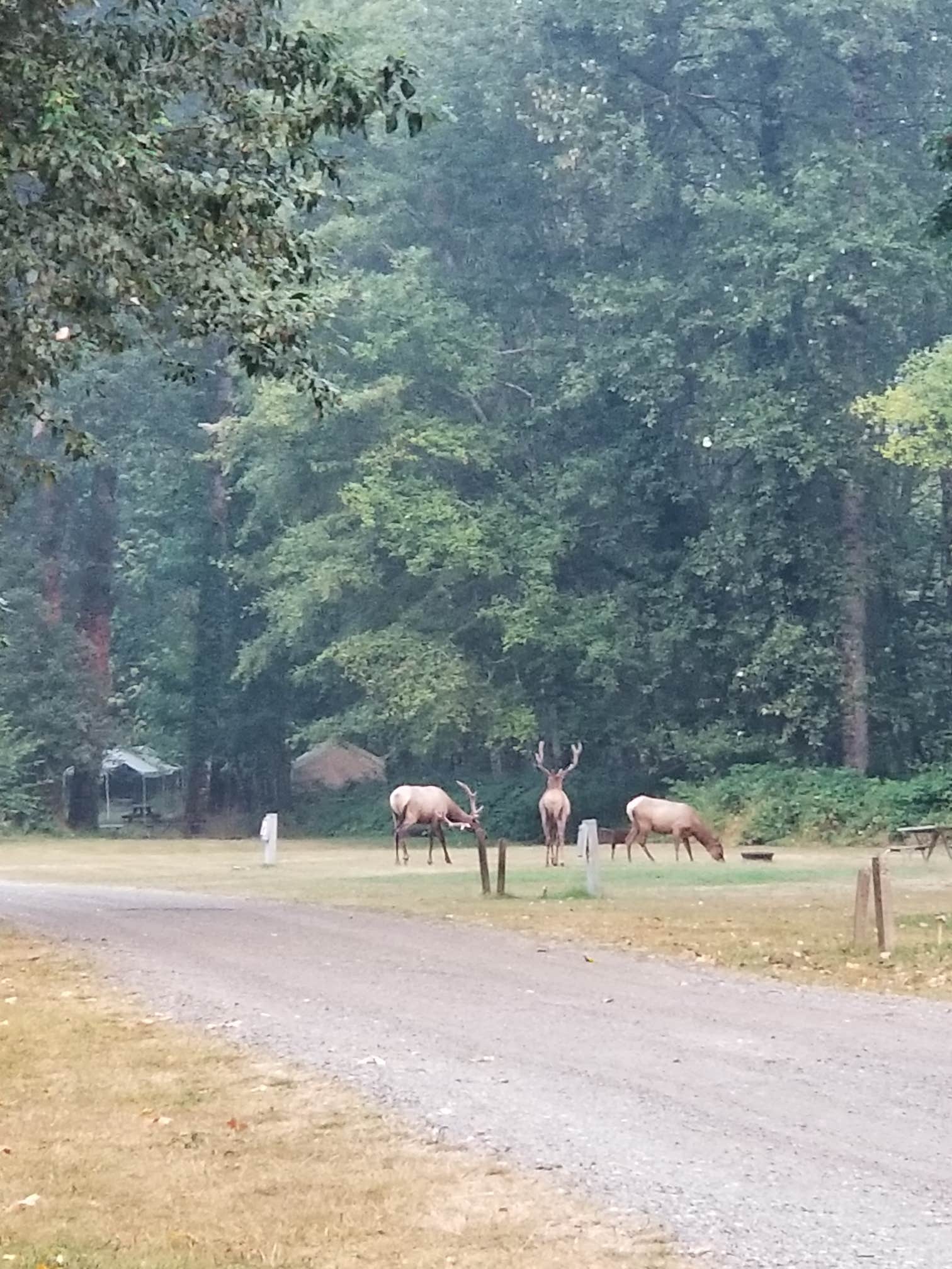 Camper-submitted photo at Cascade Peaks Family Camping near Randle, WA