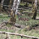 Review photo of Sol Duc Hot Springs Resort Campground — Olympic National Park by Jennifer T., August 18, 2018