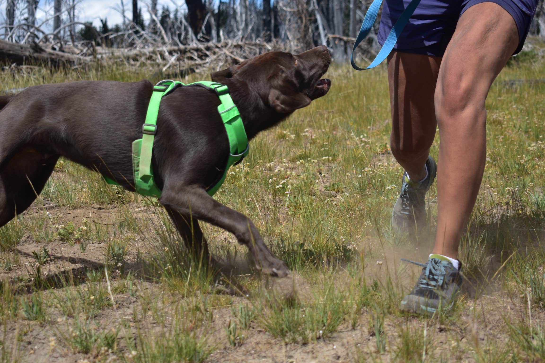 Sasha W.'s photo of camping with pets at Packwood RV Park & Campground near Randle, WA
