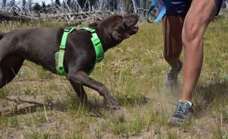 Sasha W.'s photo of camping with pets at Packwood RV Park & Campground near Randle, WA