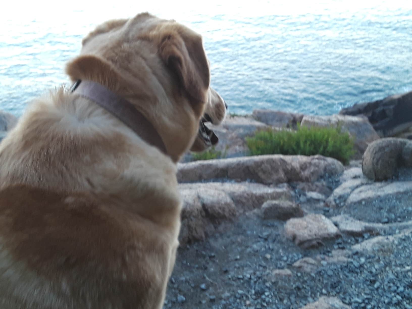 Kim T.'s photo of camping with pets at Blackwoods Campground — Acadia National Park near Salsbury Cove, ME