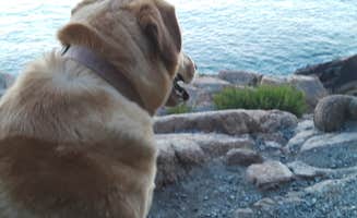 Kim T.'s photo of camping with pets at Blackwoods Campground — Acadia National Park near Milbridge, ME
