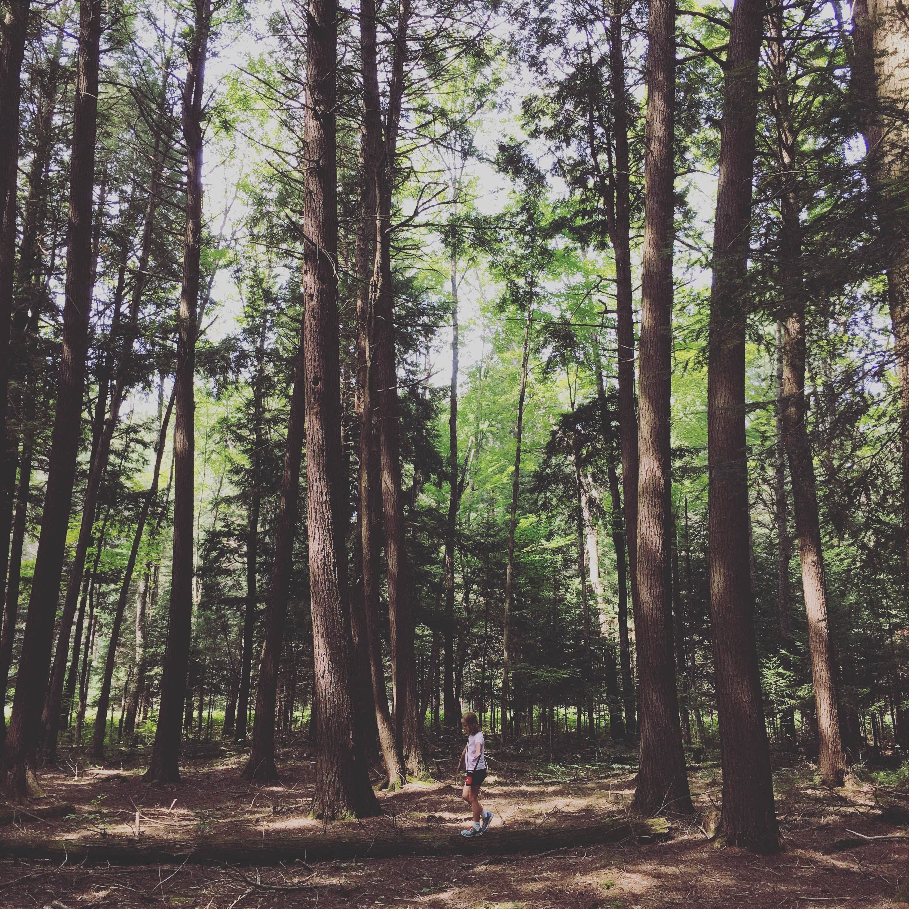 Old growth