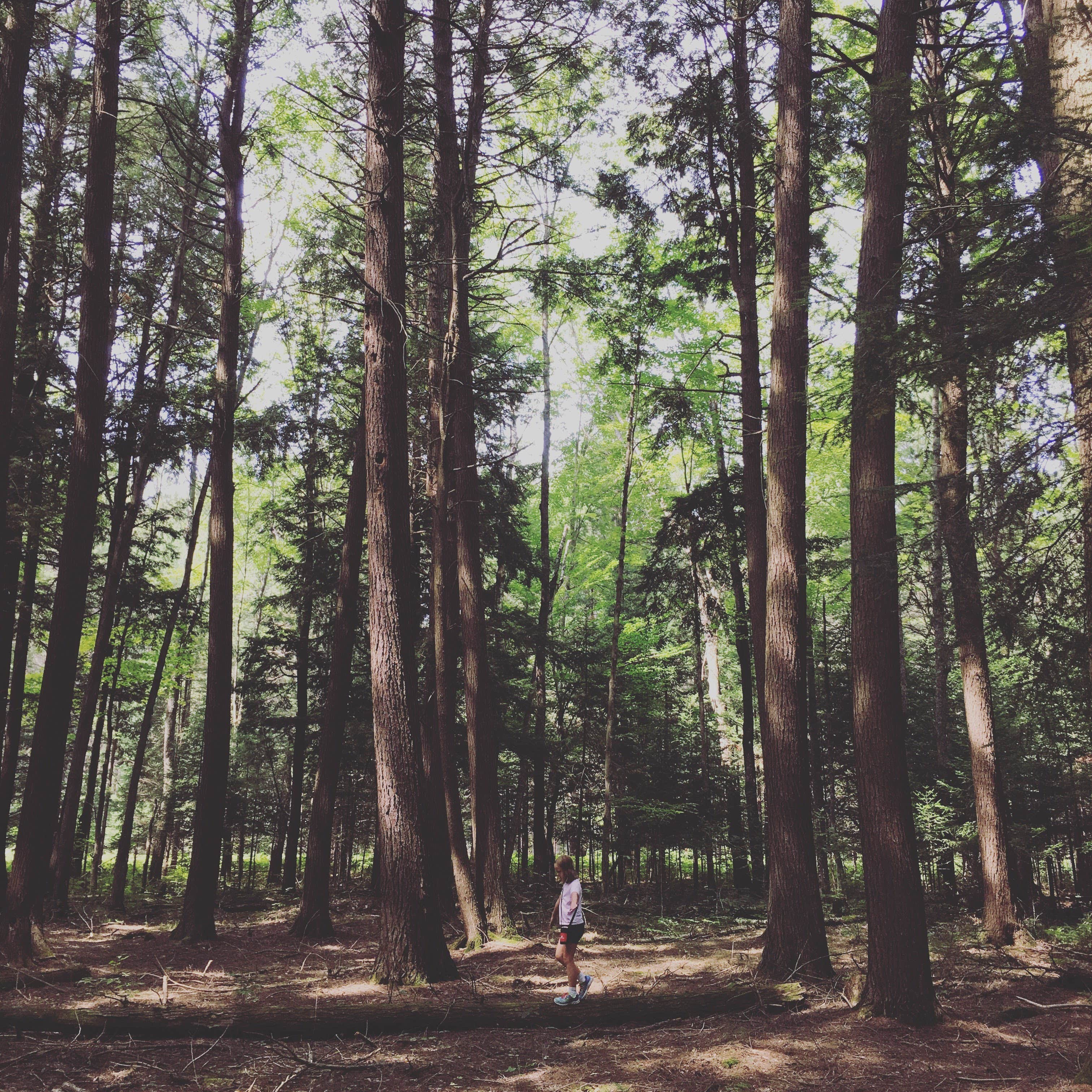 Escape to the Ancient Giants: Hartwick Pines State Park, Michigan