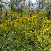 Review photo of White Rock Mountain Recreation Area by Brittany P., August 19, 2018