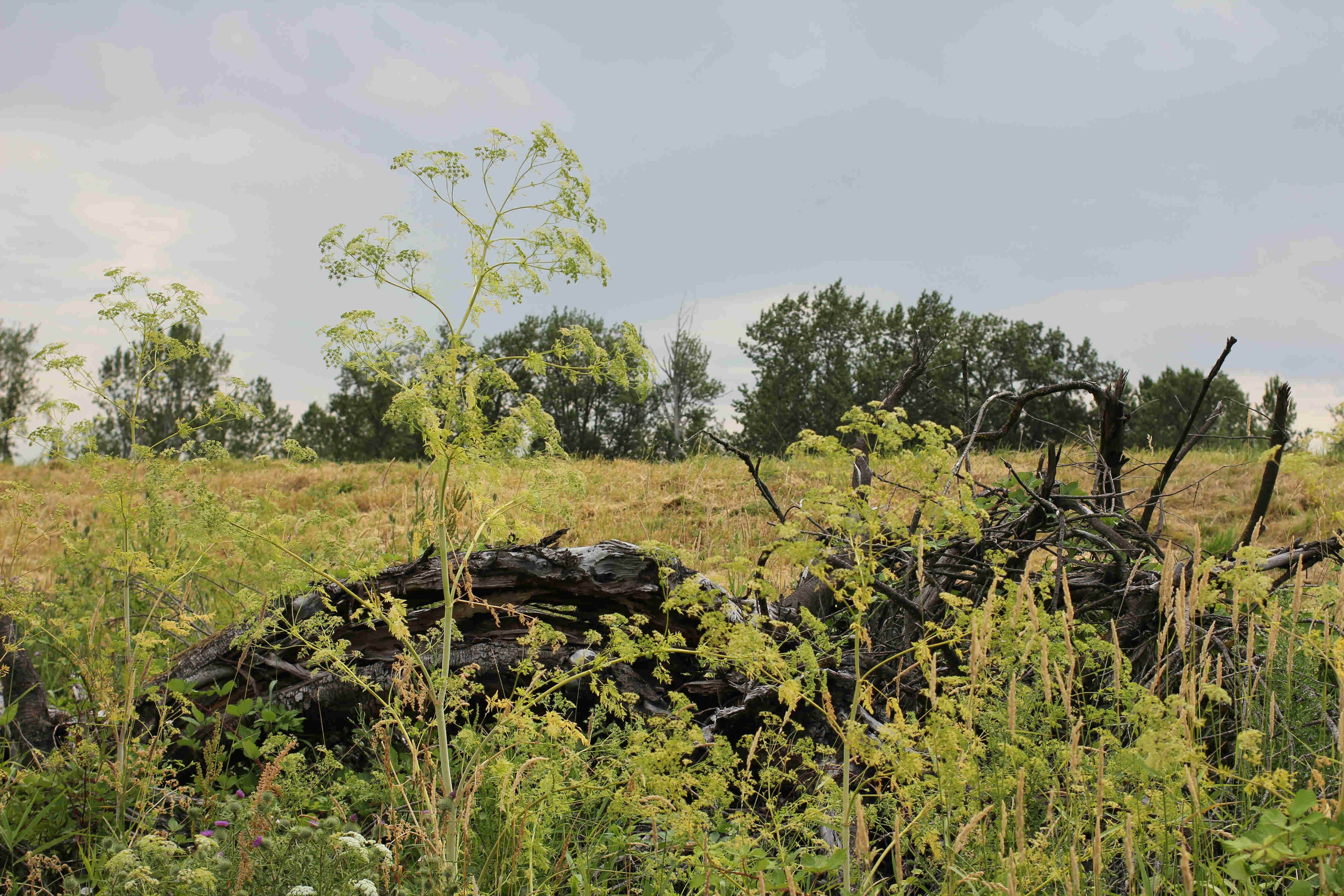 Camper-submitted photo at JJ Collins Marine Park near Hillsboro, OR