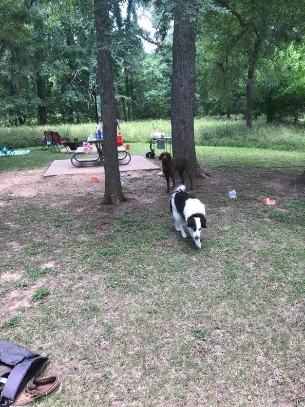 Brittany S.'s photo of camping with pets at Stephen F. Austin State Park Campground near Cypress, TX