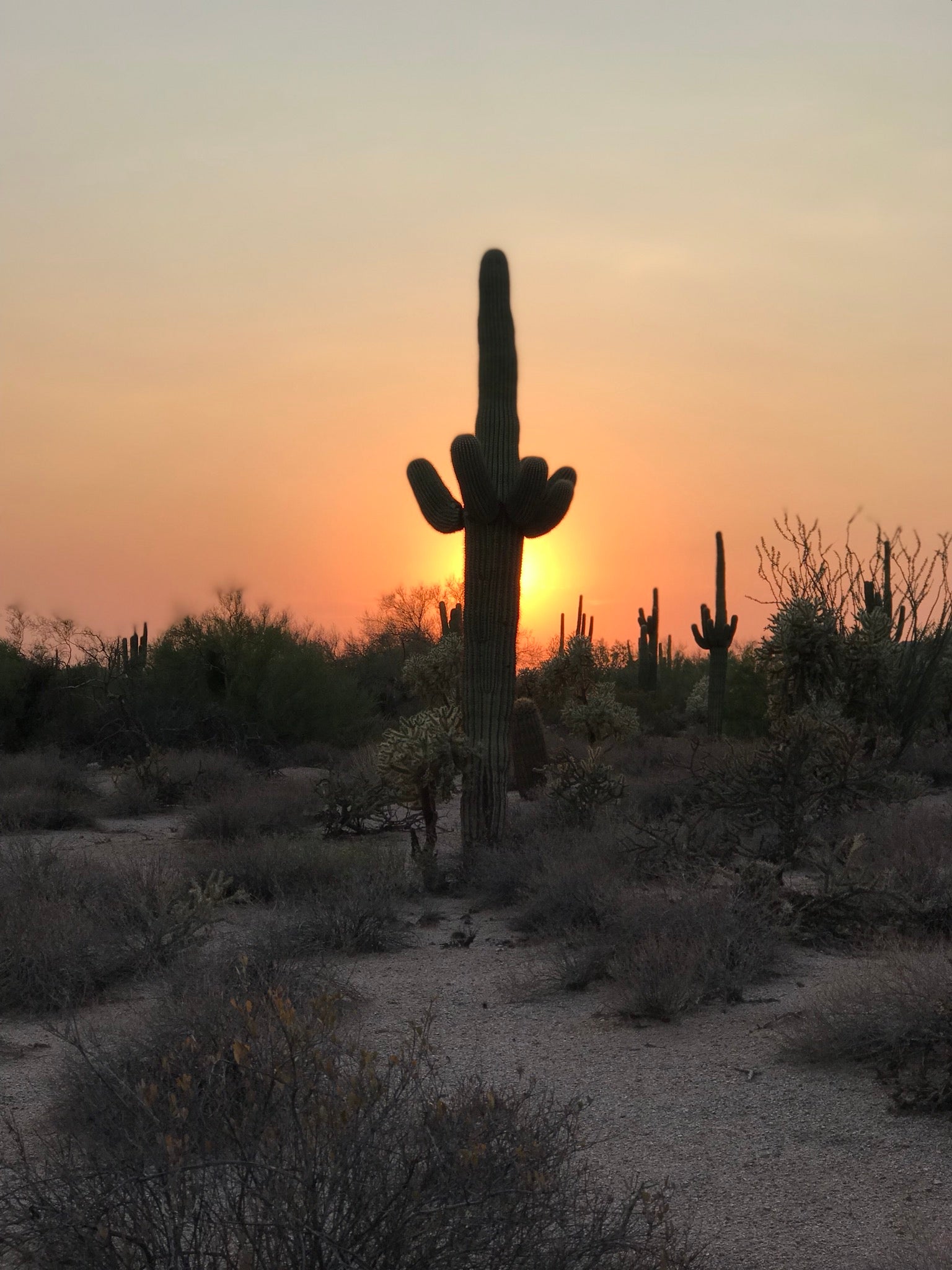 Sunset saguaro