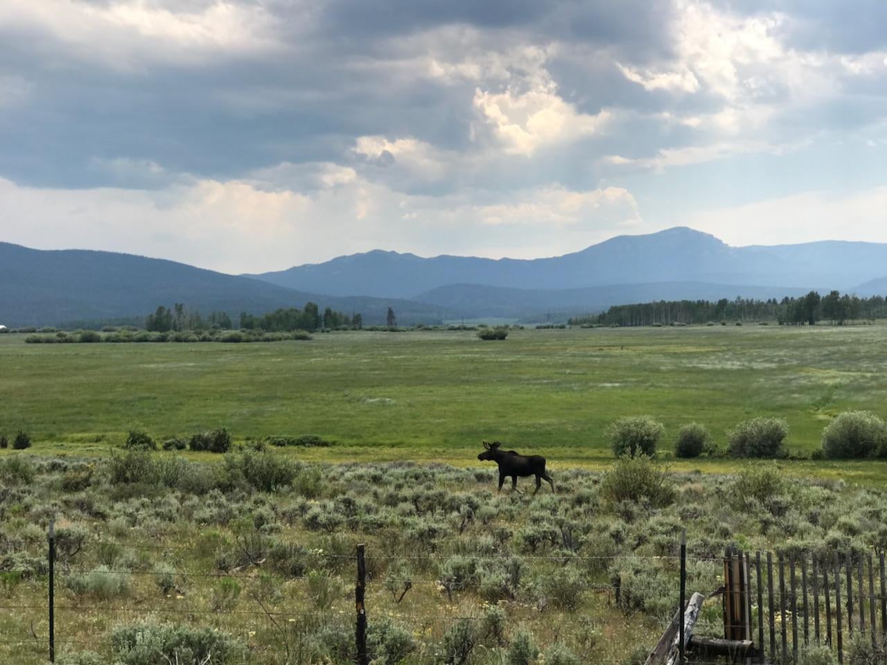 Moose sighting on highway 125, CO