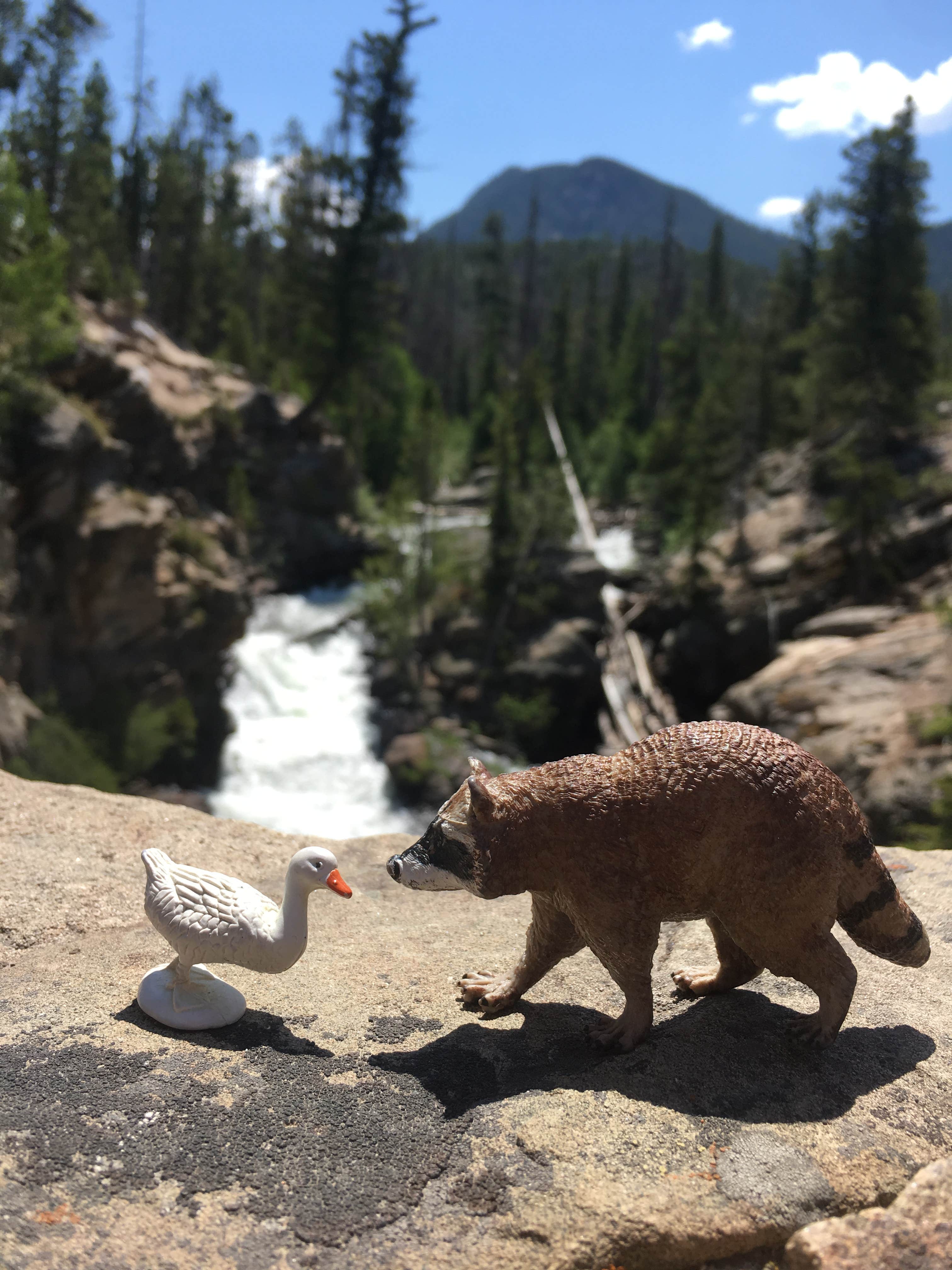 Cascade Falls, North Inlet Trail, Grand Lake, CO. #raccoontime  #adventuresofraccoonandgoosey