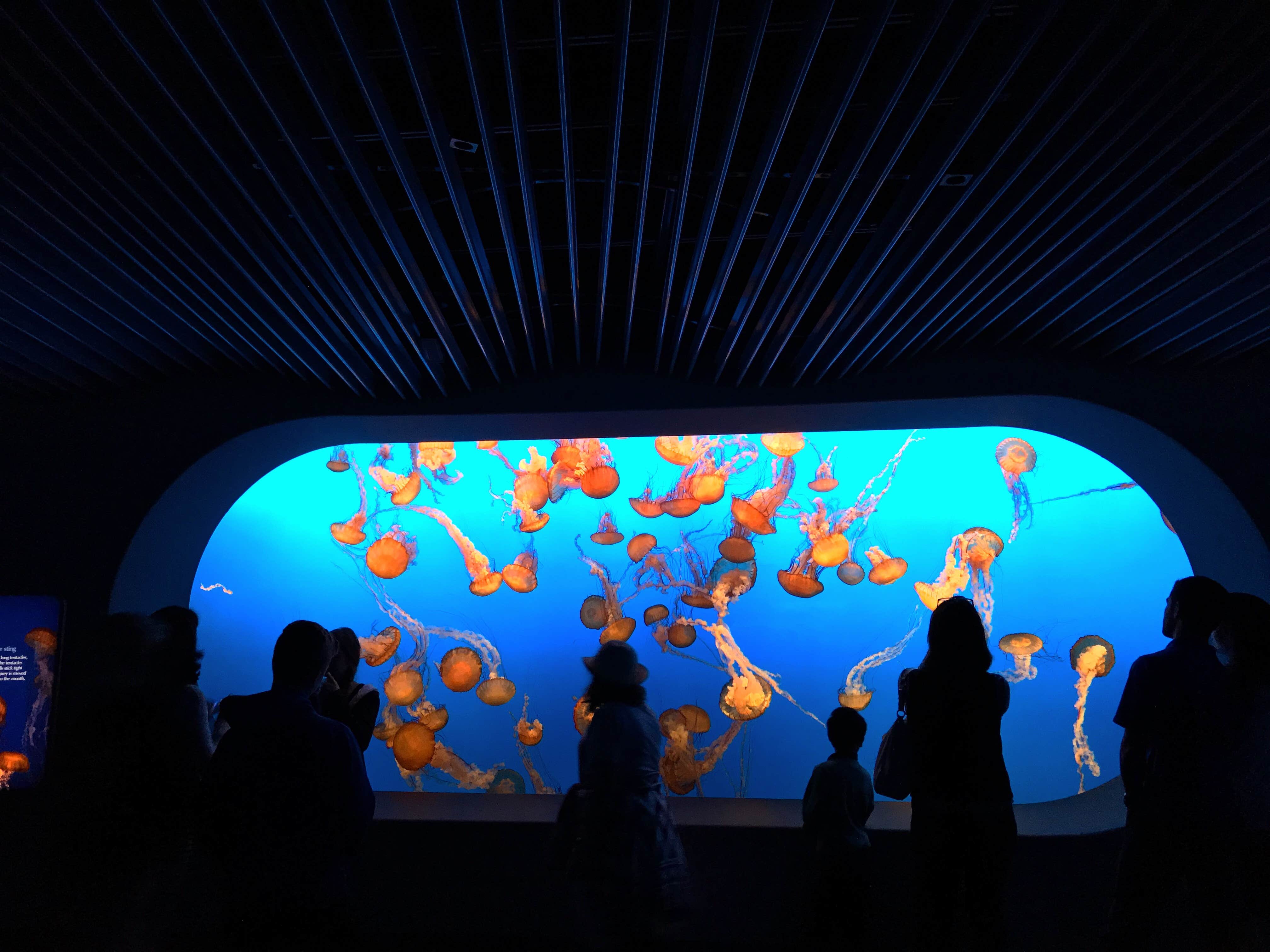 Camper-submitted photo at Salinas-Monterey KOA near Paicines, CA