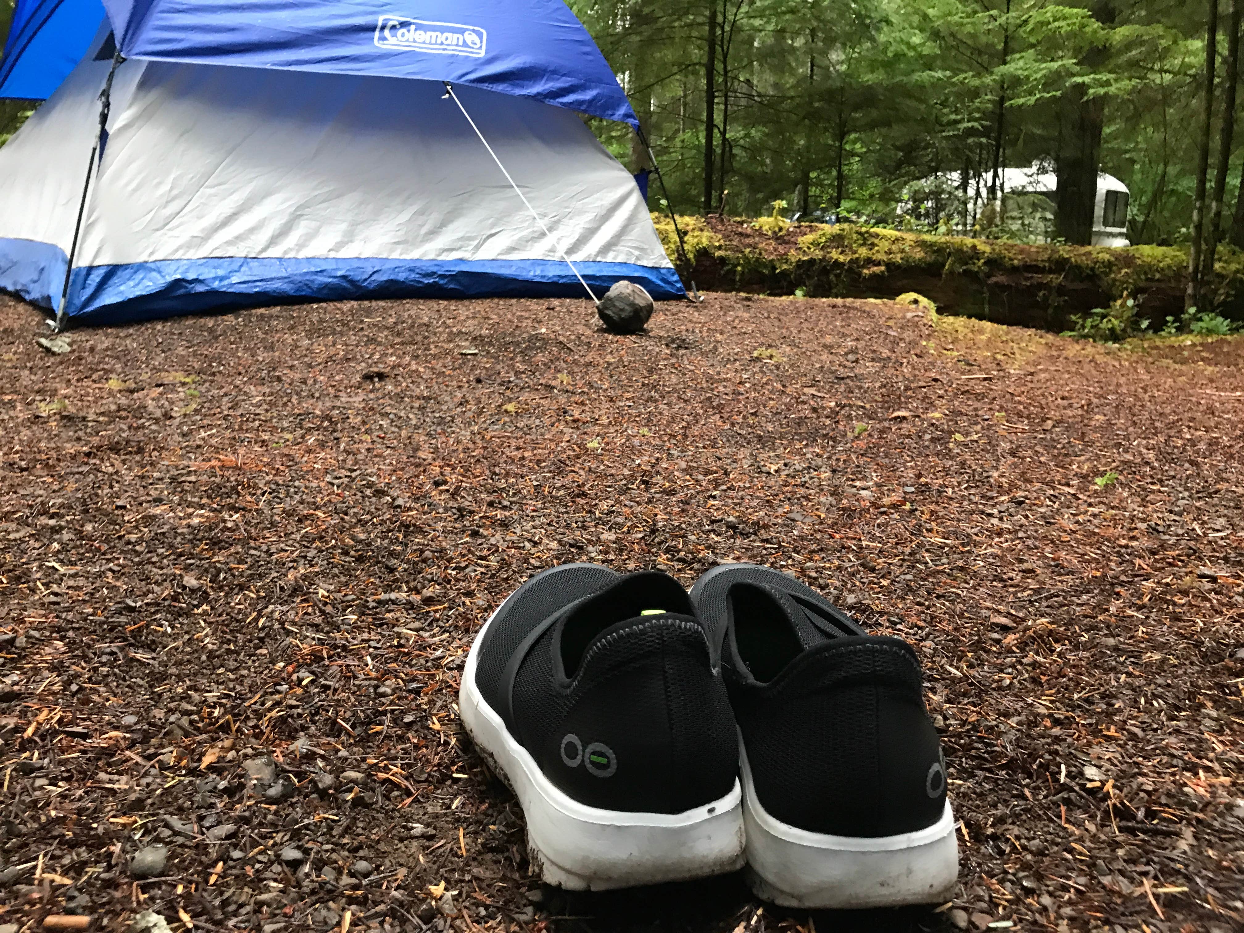Stephanie Z.'s photo of tent camping at Littleton Horse Camp near Sol Duc Hot Springs, WA
