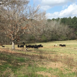 Here’s the cow field next to the campground 