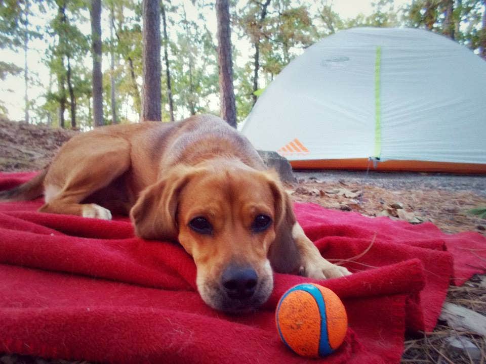 2SHOE S.'s photo of camping with pets at Lake Ouachita State Park Campground near Hot Springs National Park, AR