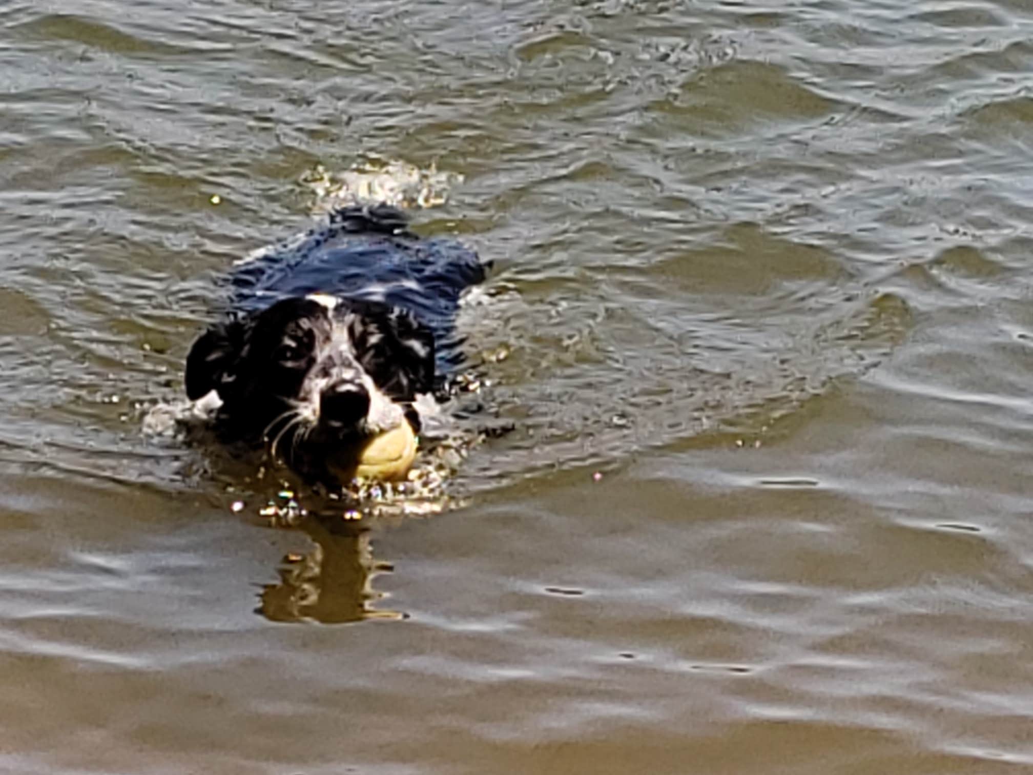 Larry M.'s photo of camping with pets at Payne Campground near Dallas, GA