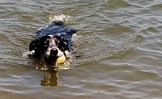 Larry M.'s photo of camping with pets at Payne Campground near Sandy Springs, GA
