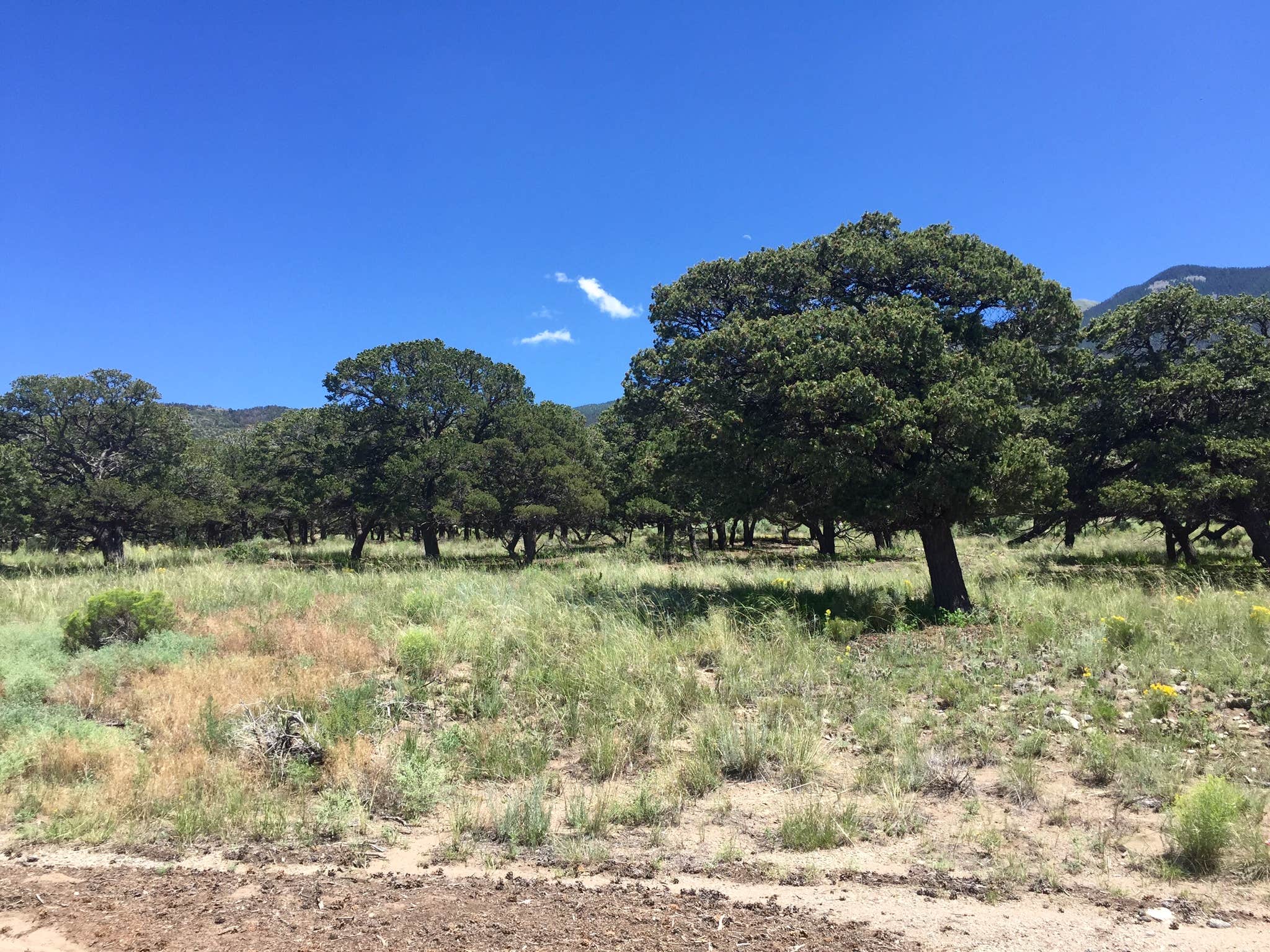 Camper-submitted photo at Alamosa KOA near Mosca, CO