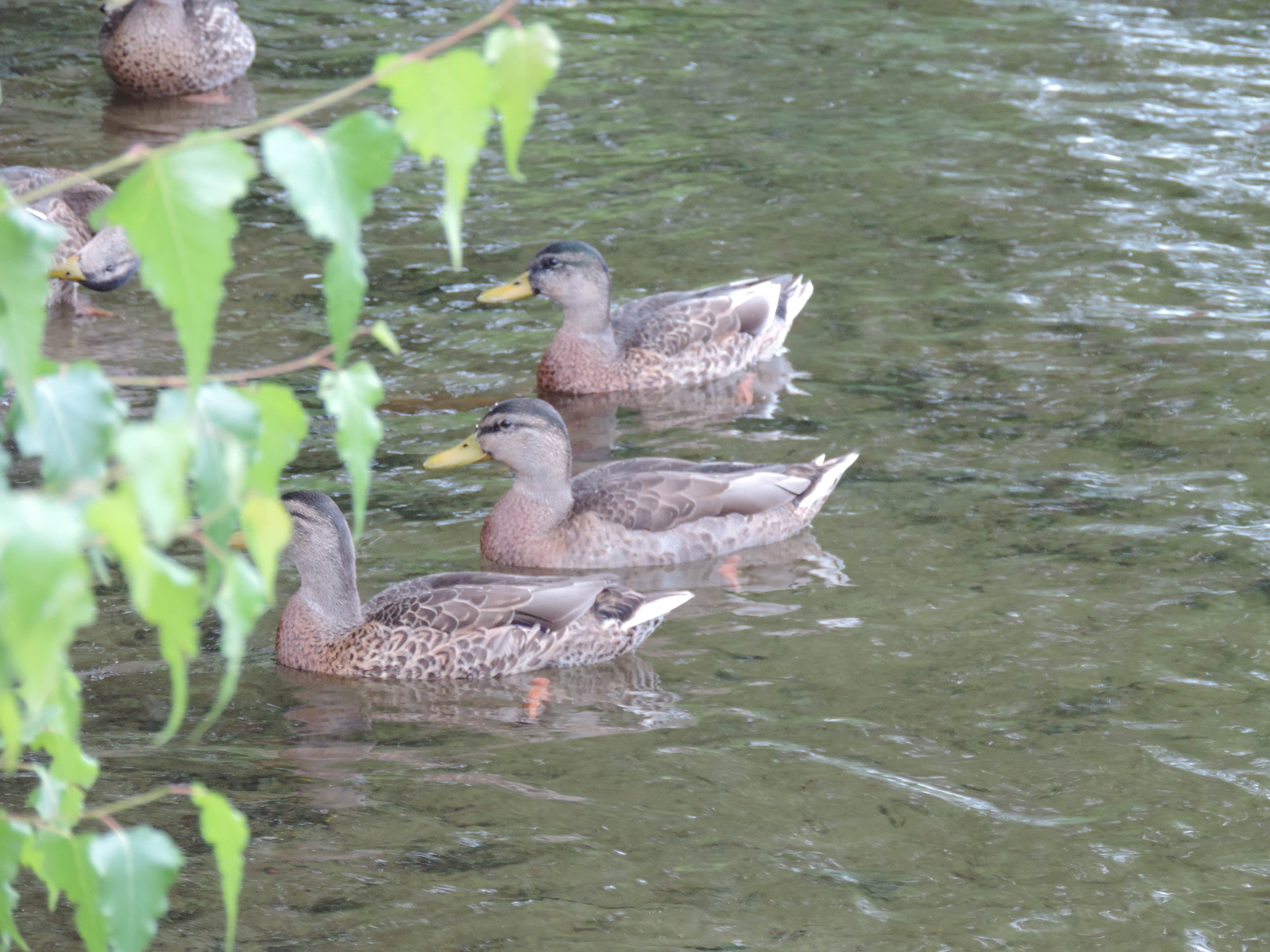 Camper-submitted photo at Wilmington Notch Campground near Onchiota, NY