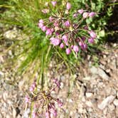 Review photo of Alamosa KOA by Derek E., August 20, 2018