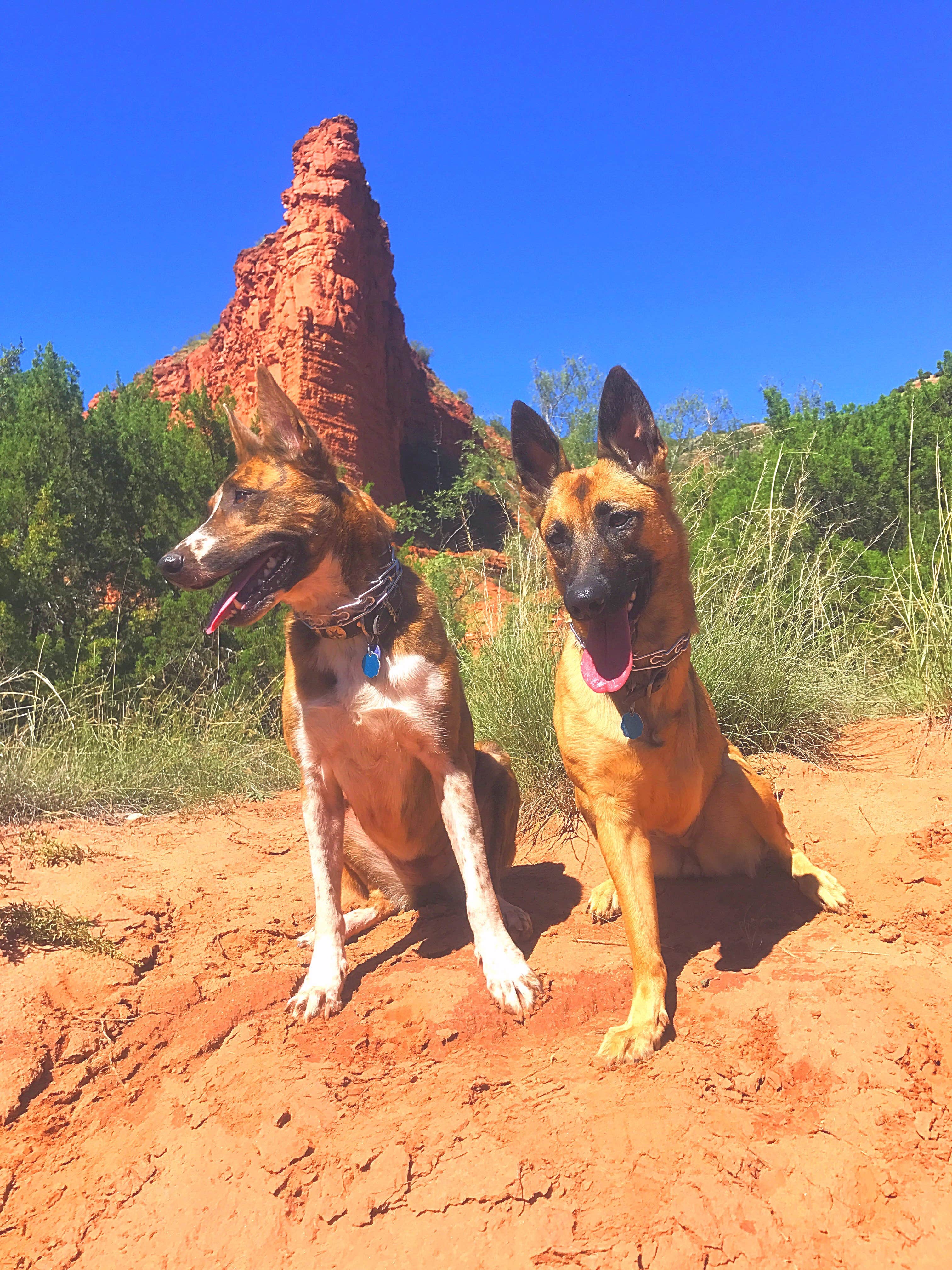 Courtney R.'s photo of camping with pets at South Prong Primitive Camping Area — Caprock Canyons State Park near Childress, TX