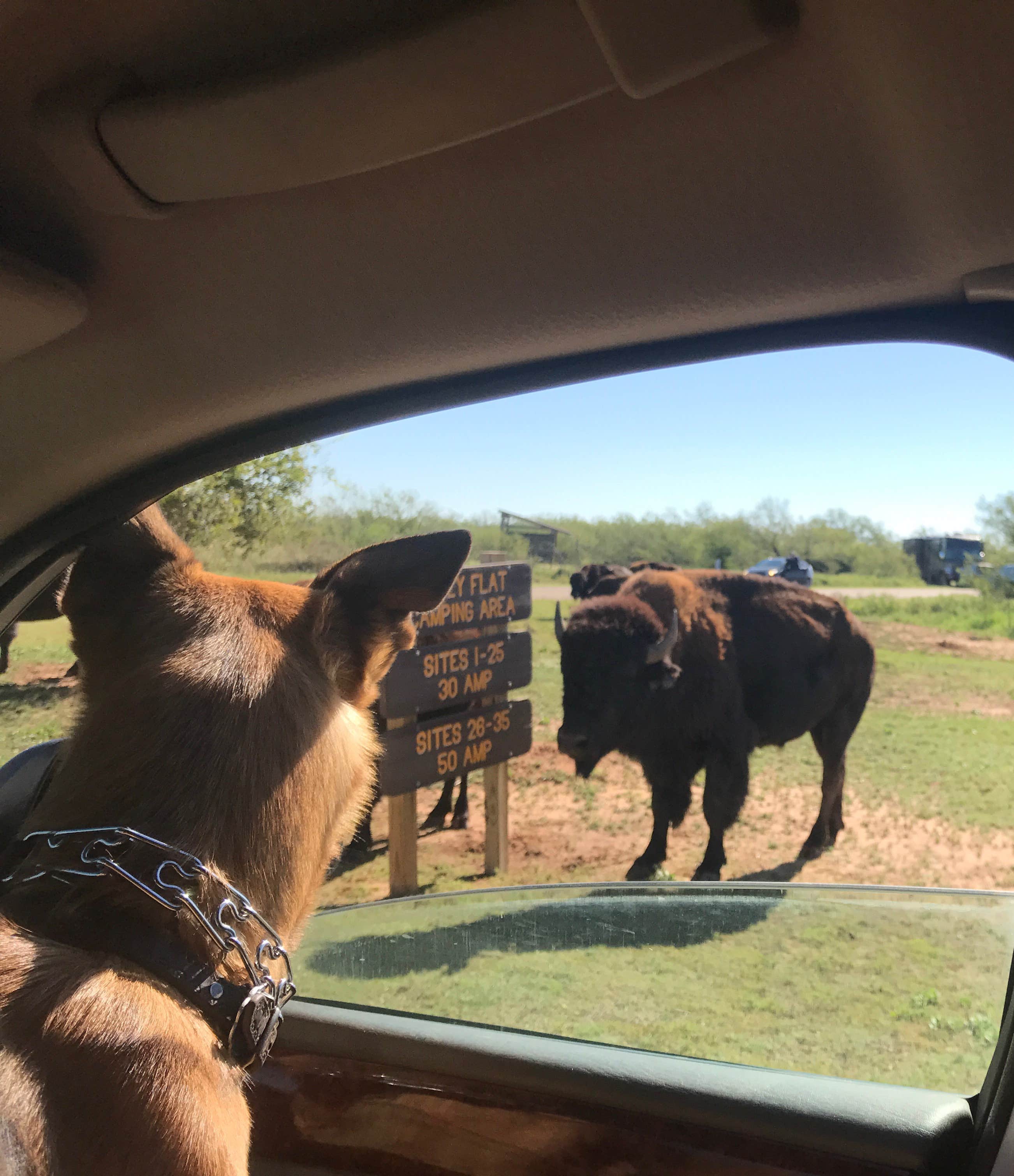 Camper-submitted photo at South Prong Primitive Camping Area — Caprock Canyons State Park near Plainview, TX