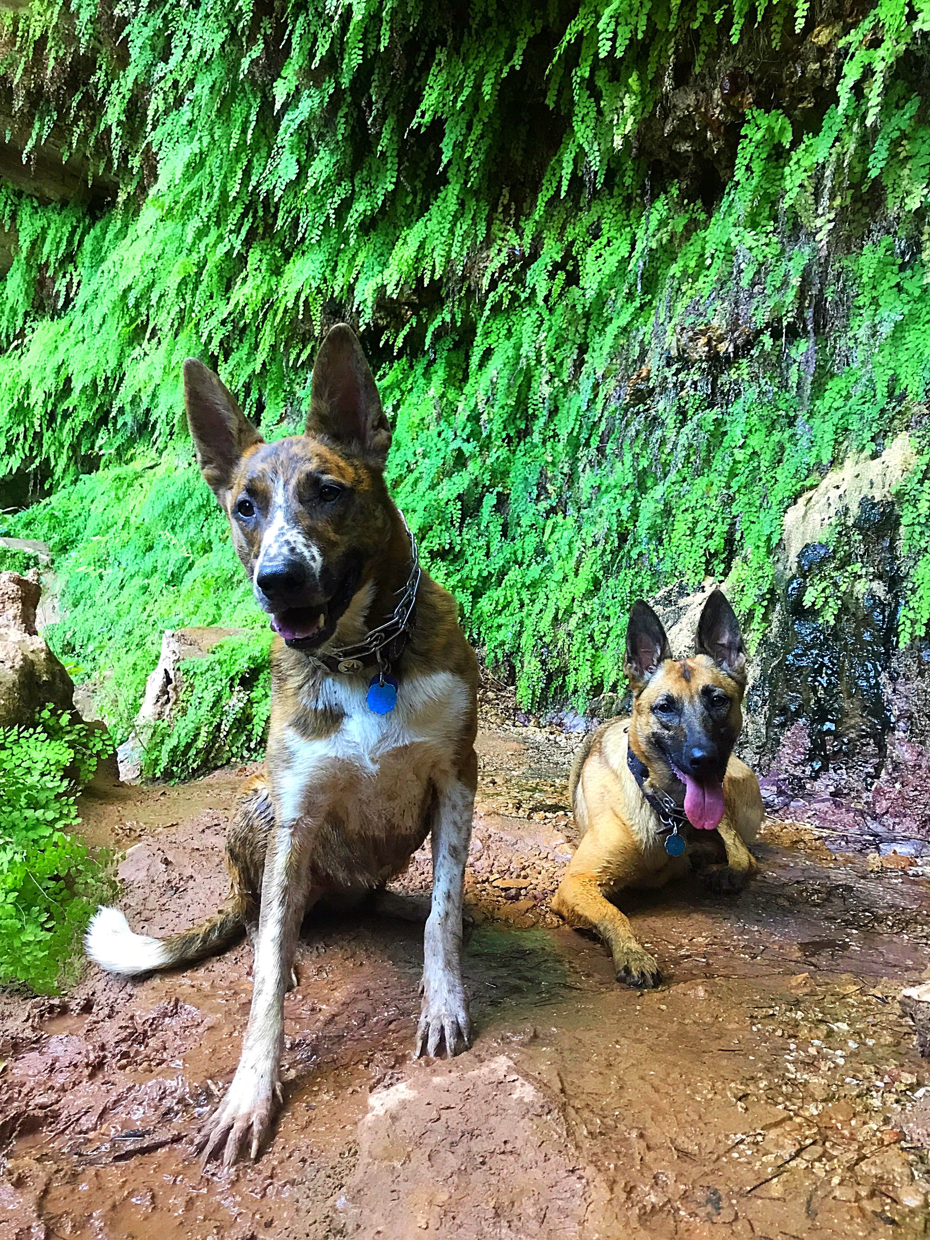Courtney R.'s photo of camping with pets at South Prong Primitive Camping Area — Caprock Canyons State Park near Plainview, TX