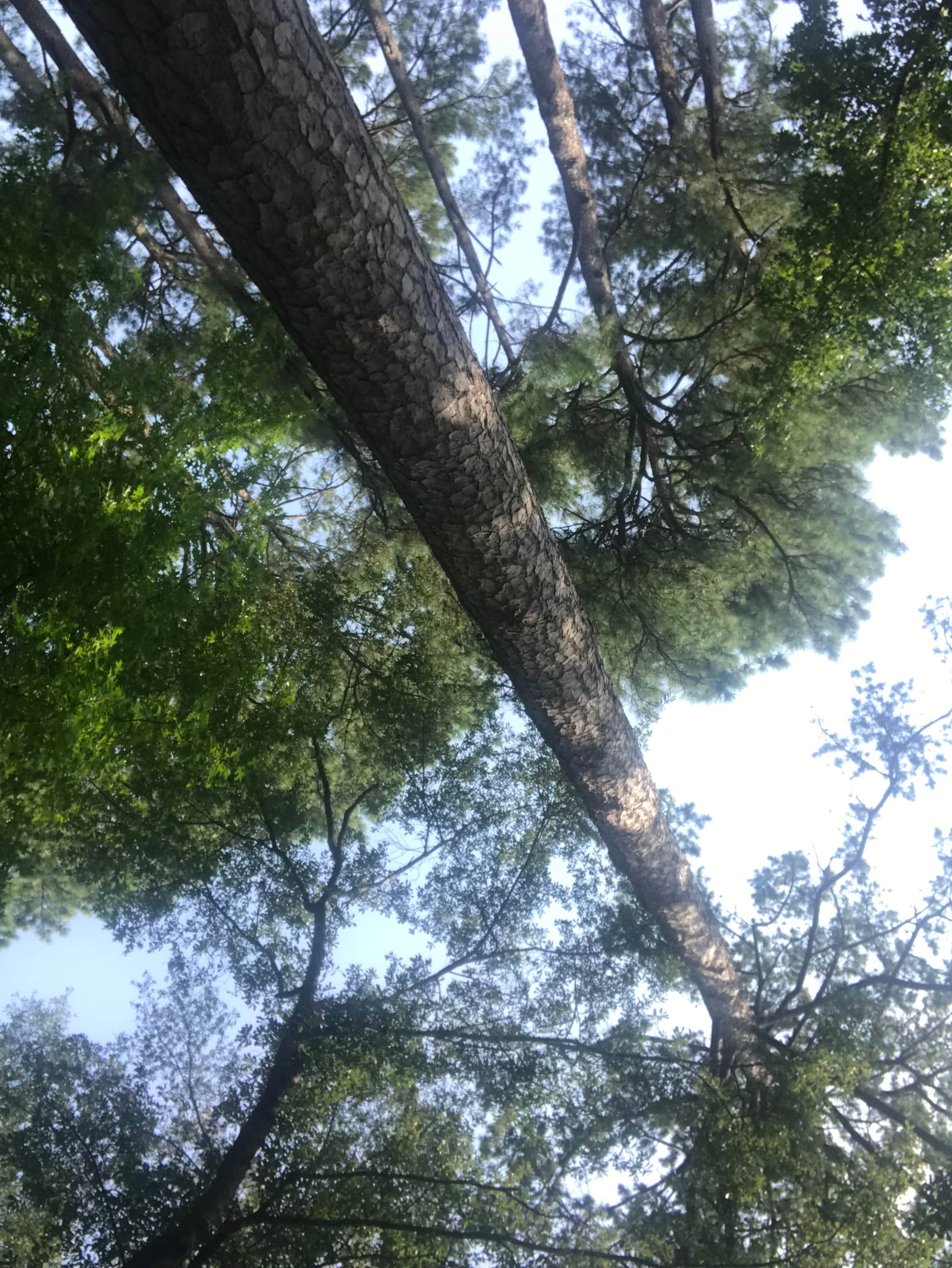 Camper-submitted photo at COE Lake Greeson Star of the West near Dierks, AR