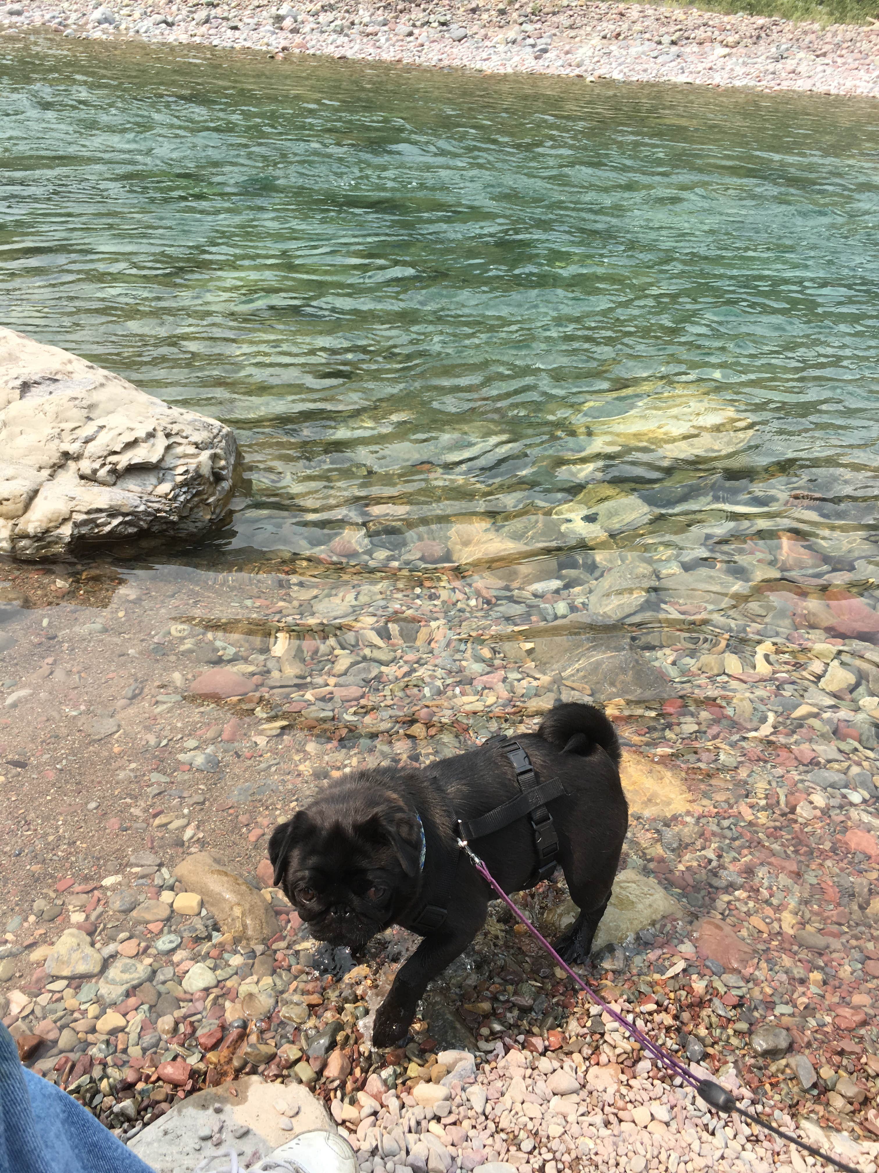 Janet R.'s photo of camping with pets at Glacier Campground near Babb, MT