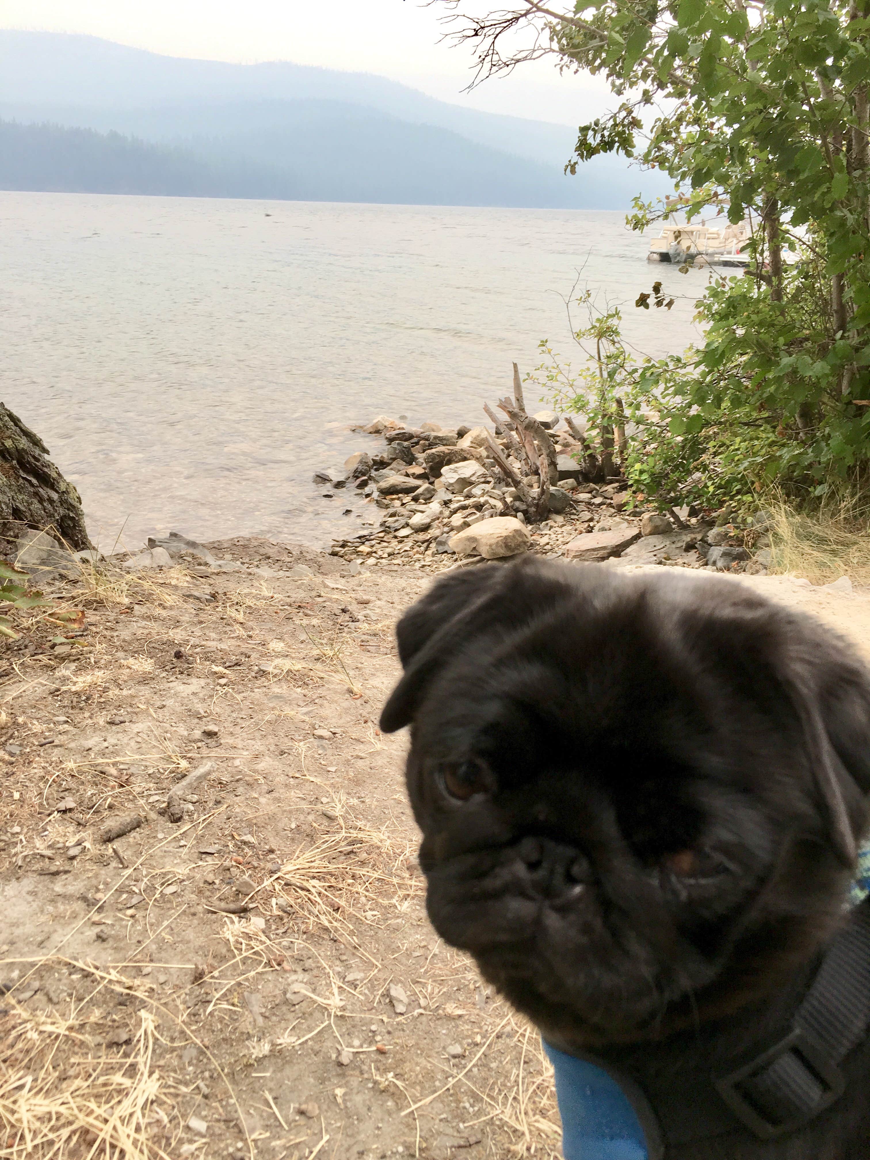 Janet R.'s photo of camping with pets at Mcgregor Lake Campground near Libby, MT